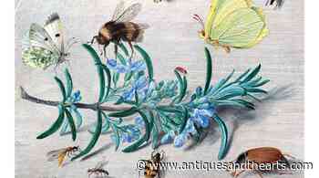 Little Beasts: Art, Wonder & The Natural World The National Gallery Of Art
