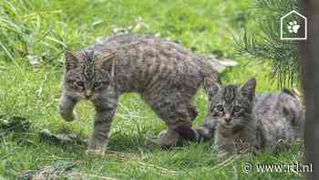 Zwerfkatten in Nederland groter probleem dan we denken