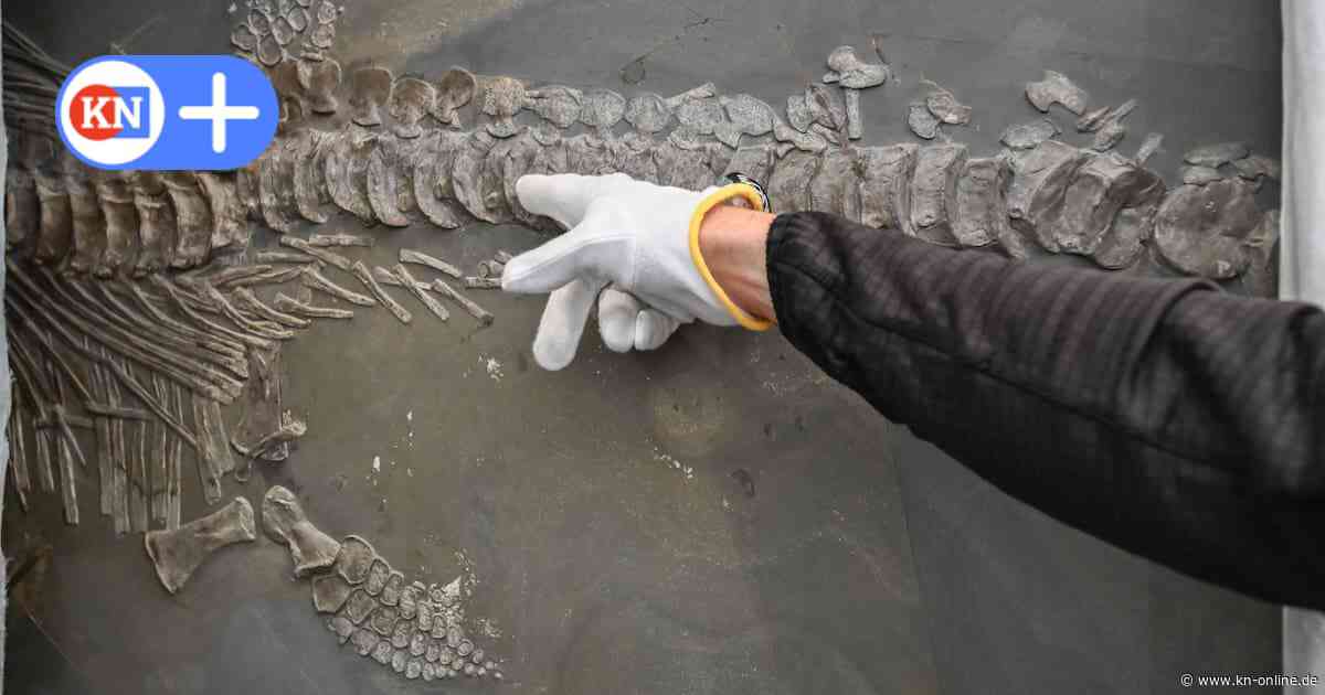 190 Millionen Jahre alt: Fischsaurier im Zoologischen Museum in Kiel