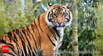 Giant tiger, believed to be Asia's largest, spotted in Uttarakhand