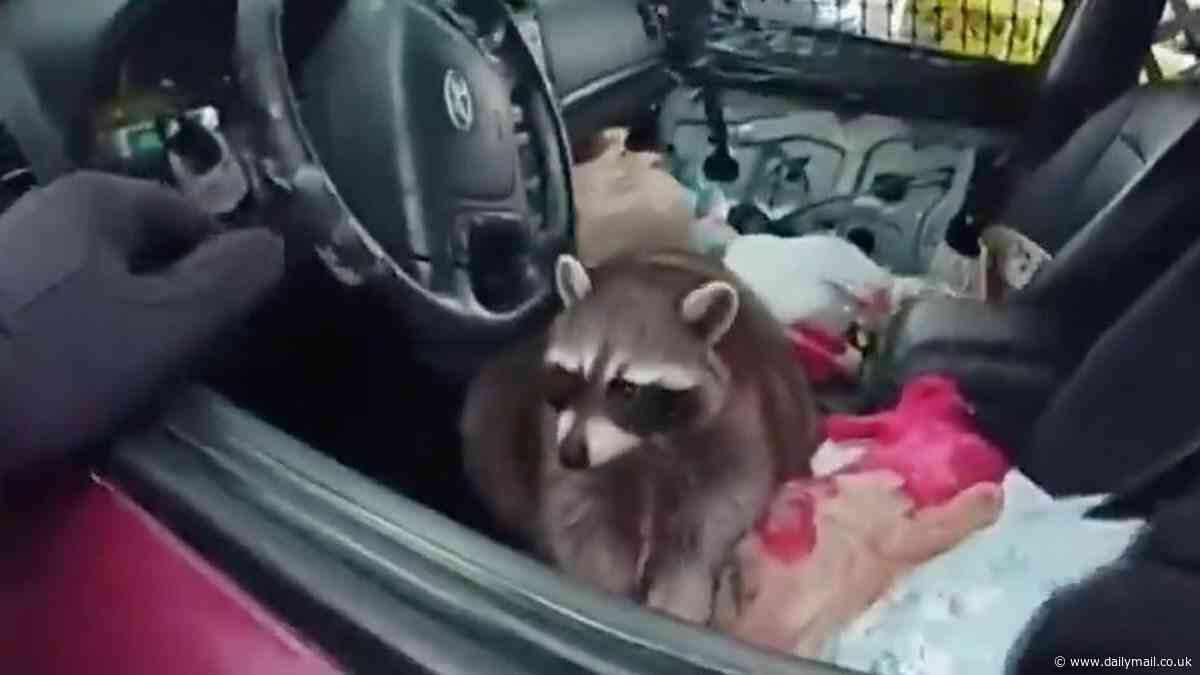 Ohio woman arrested after being caught in disturbing act with 'Chewy' the Raccoon inside car