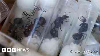 Gang who smuggled thousands of queen ants sentenced in Kenya