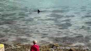 Moment 'mini Jaws' is spotted lurking off British coast with children playing just metres away