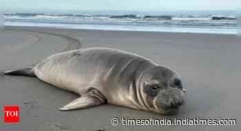 Baby seal stabbed on Oregon coast prompts search for suspect