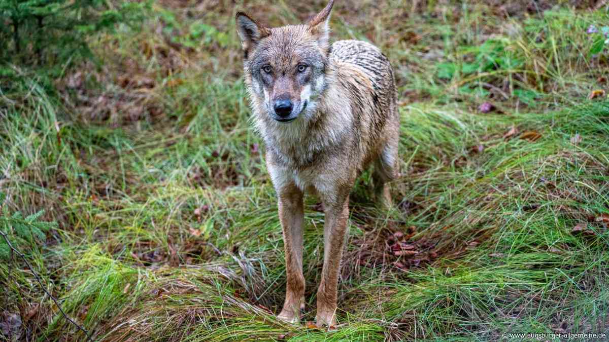 Nach Wolf-Sichtung im Unterallgäu - wo ist das Tier jetzt?