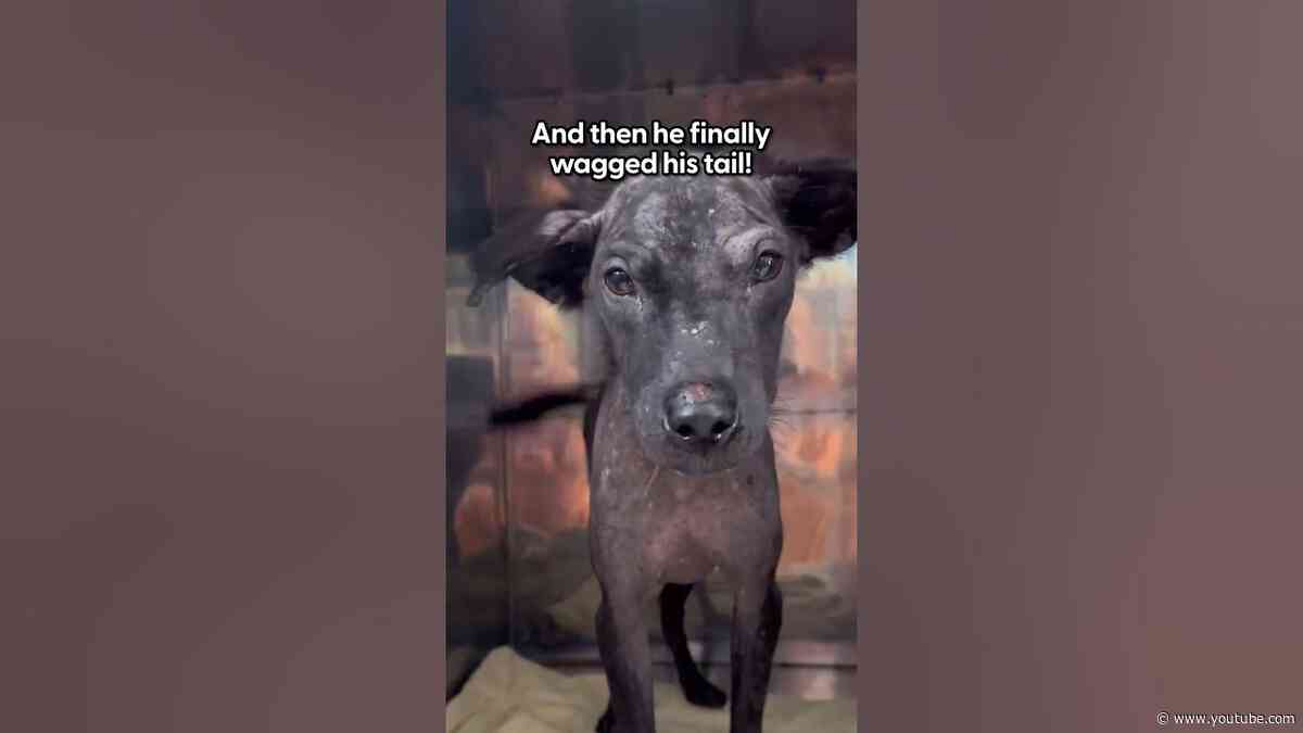 Puppy Who Thought Everyone Gave Up On Him Gets Second Chance | The Dodo