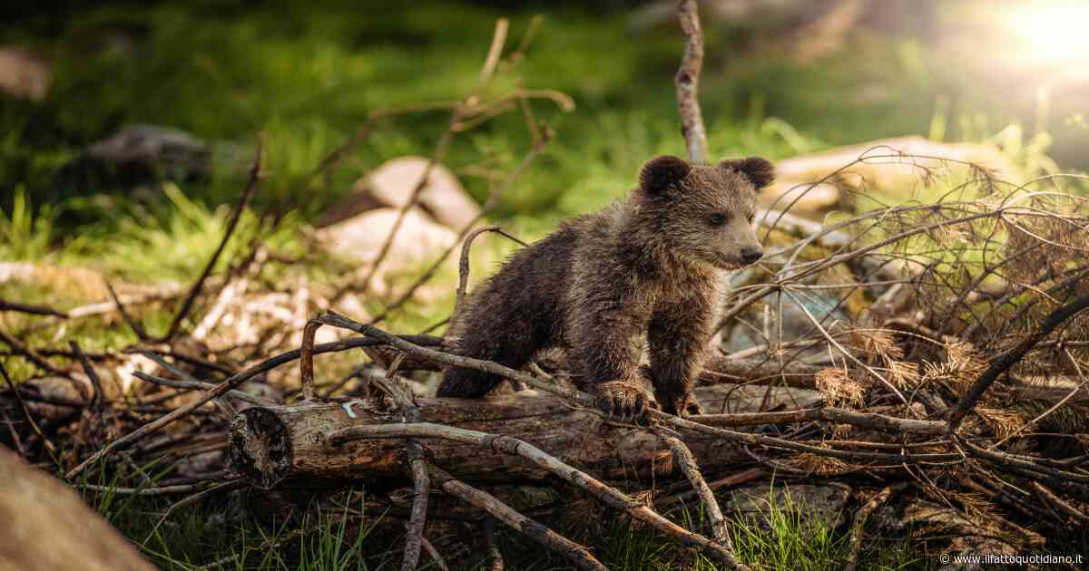 Cuccioli di orso trovati morti a Scanno in un lago artificiale. La Procura di Sulmona apre un’inchiesta