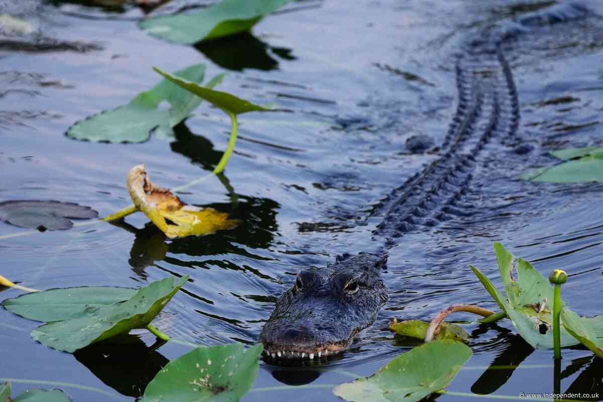 Woman canoeing in Florida river attacked and killed by alligator despite husband’s desperate attempt to save her