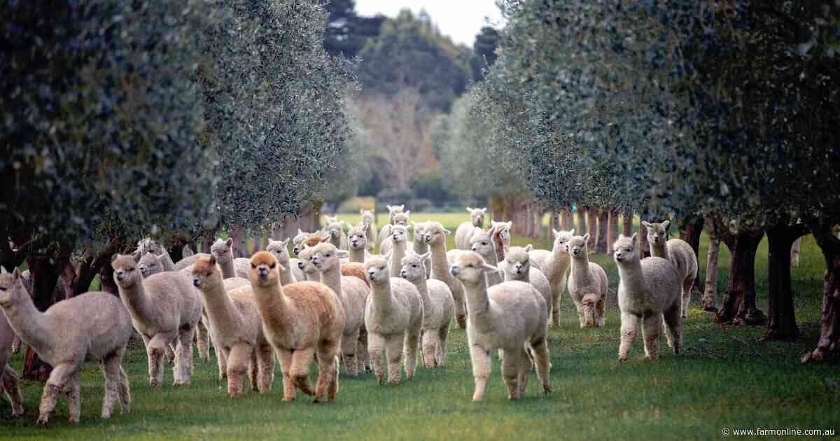 Alpaca fibre prices on the rise as niche industry pushes for more growth