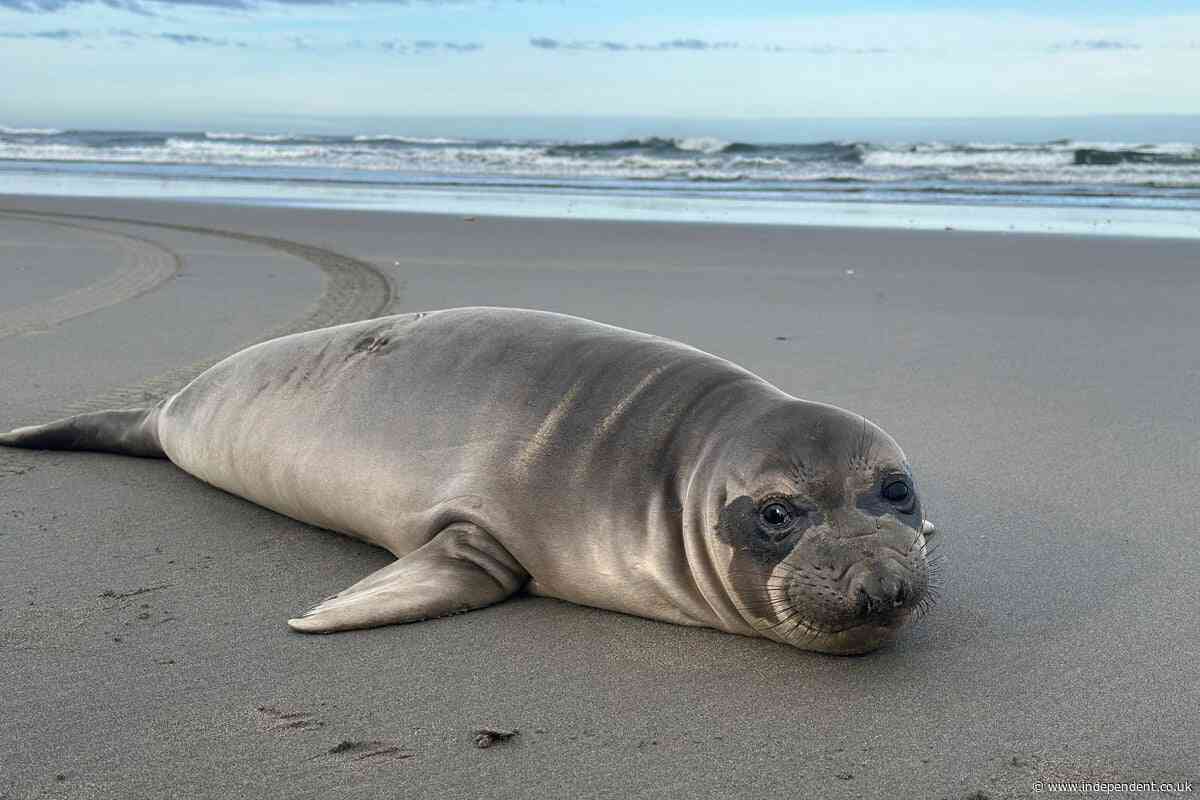 Manhunt after baby seal stabbed multiple times on US beach