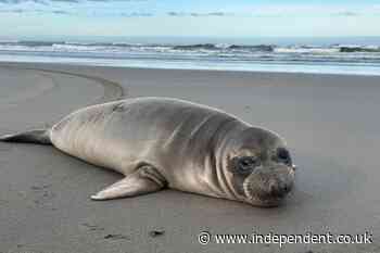Manhunt after baby seal stabbed multiple times on US beach