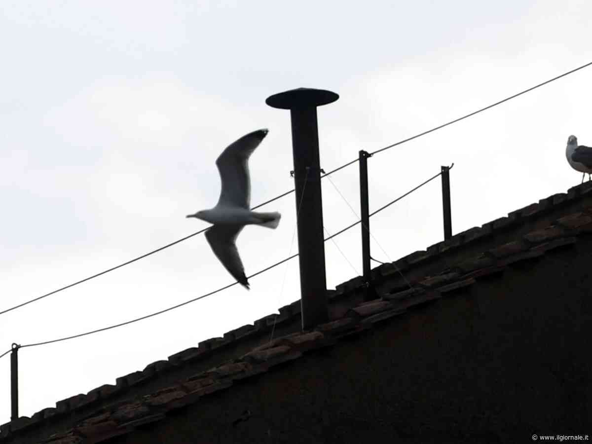 Sul comignolo della Cappella Sistina torna il "gabbiano del Conclave" a guardia del comignolo