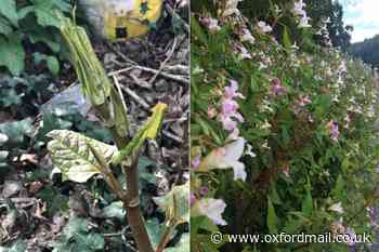 Oxfordshire gardeners warned about invasive species