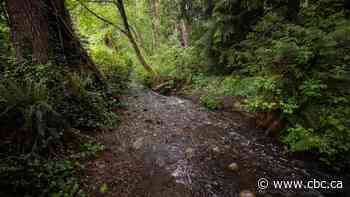 Mass fish kill on Burnaby-Coquitlam border under investigation