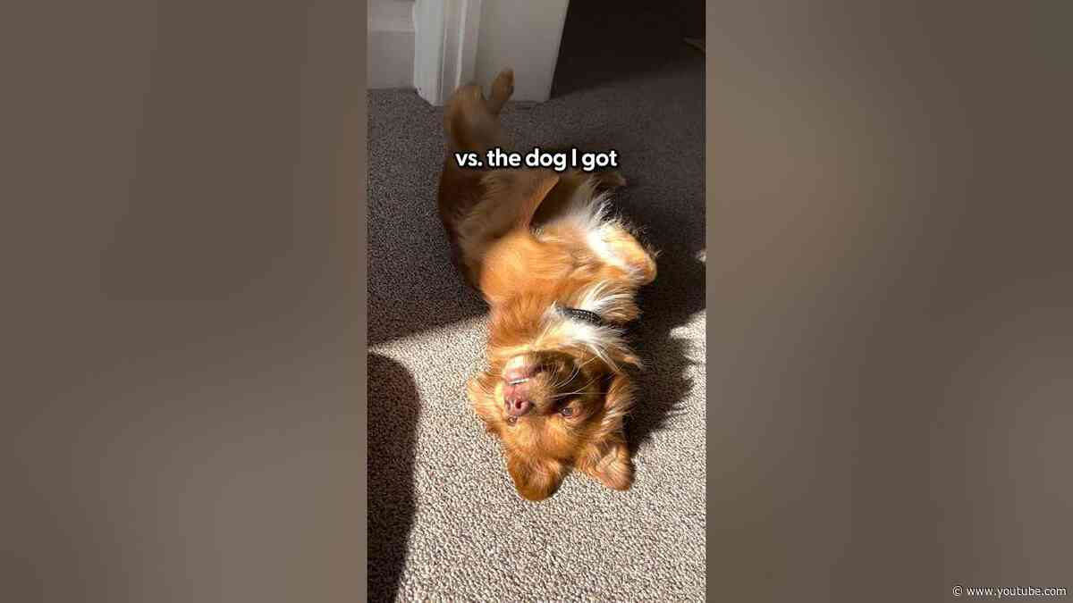 The Dog I Wanted Vs The Dog I Got | The Pack