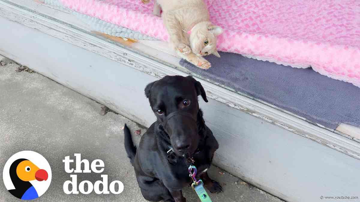 Labrador Falls For A Cat In The Window — So His Mom Adopts Her | The Dodo