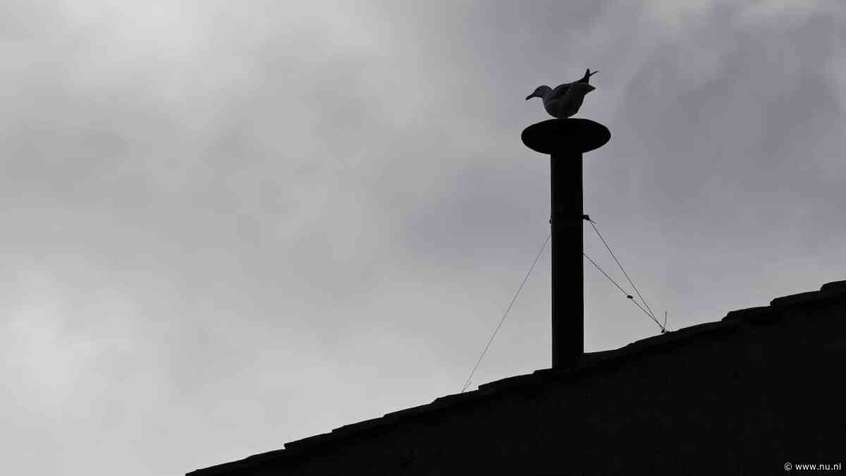 Live conclaaf | Meeuw steelt show op dak Sixtijnse Kapel