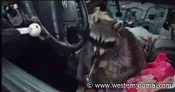 Cop Pulls Over Woman with Active Warrant and Raccoon in Her Car ... What the Critter Grabs Makes Her Situation Much Worse