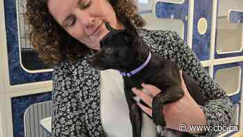 Dog safe, in care of humane society, following viral video of dog being tasered