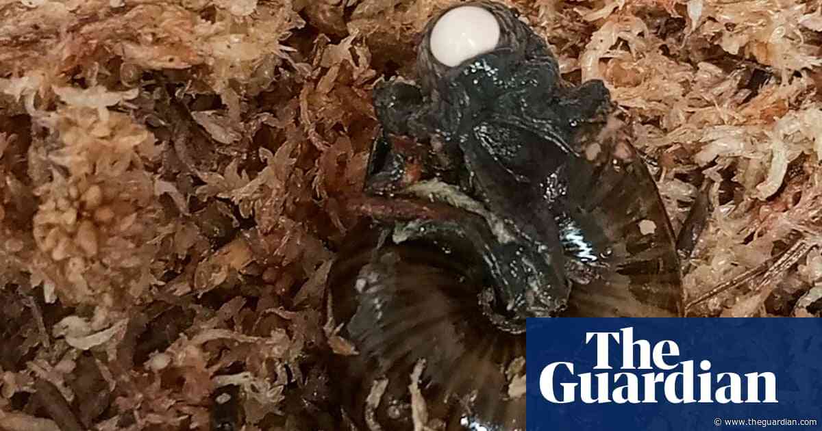 Rare large carnivorous New Zealand snail filmed for the first time laying egg from its neck – video