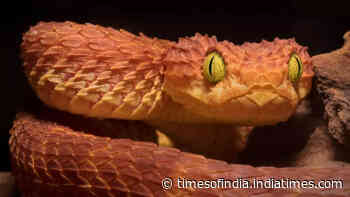 7 of the most poisonous snakes in the world