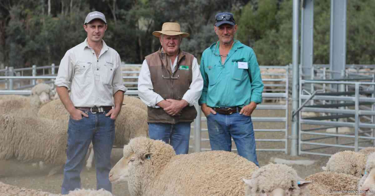 'Feed them like a crossbreed': woolgrowers plan for resilience at Bogo field day