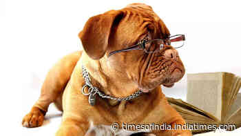 10 popular pet dog breeds with short lifespans