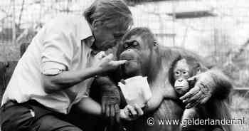Hij gruwt van ratten, introduceerde gele tennisballen én gaf Monty Python een kans: 10 weetjes over David Attenborough