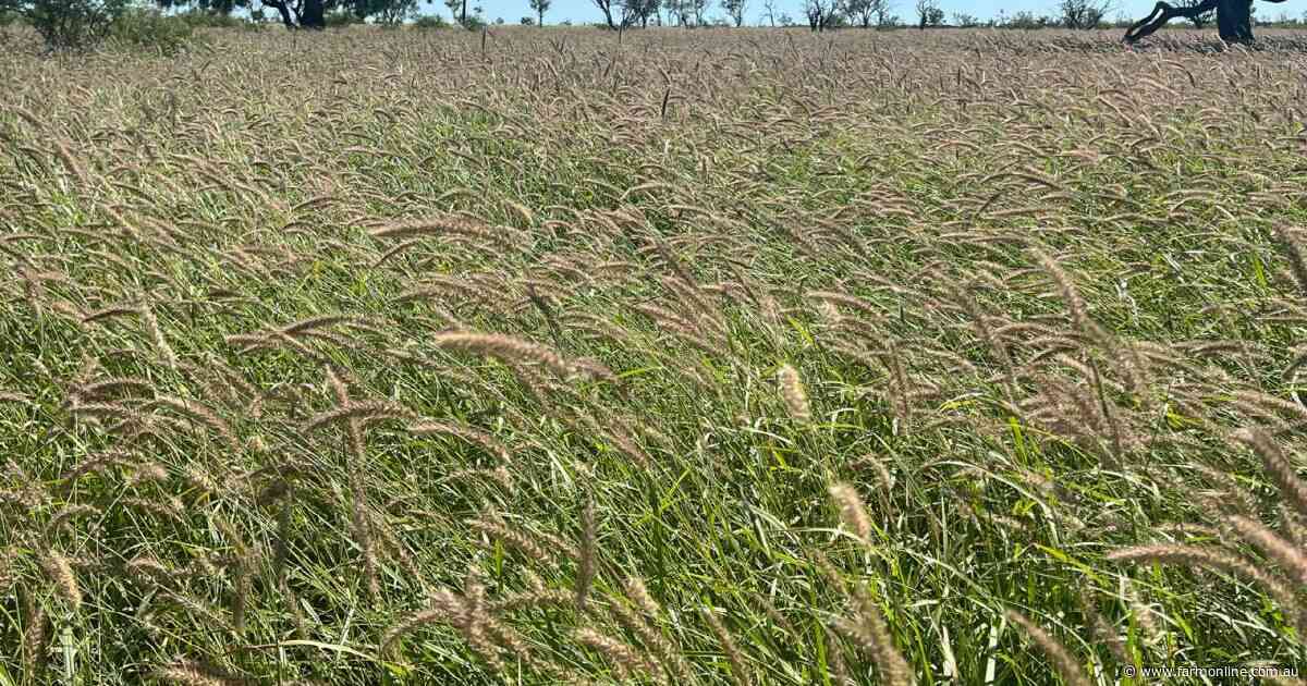 Woodbine: Outstanding backgrounding opportunity in top Qld cattle country