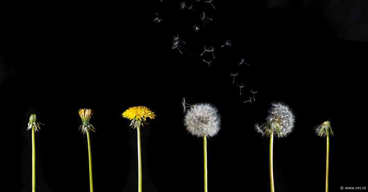 Paardenbloemenkenners raken niet snel uitgeteld