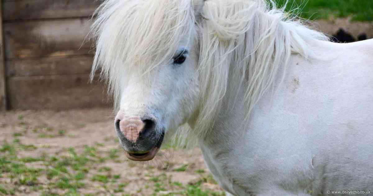 Southampton City Farm launch fundraiser to give miniature horses ‘best life possible’