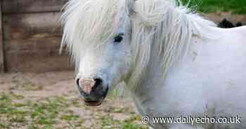 Southampton City Farm launch fundraiser to give miniature horses ‘best life possible’