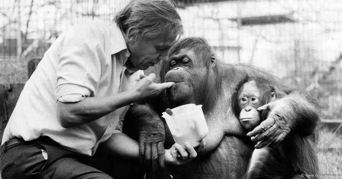 Natuurverschijnsel’ David Attenborough is 99, hij stak eens zijn hand uit naar horde kannibalen