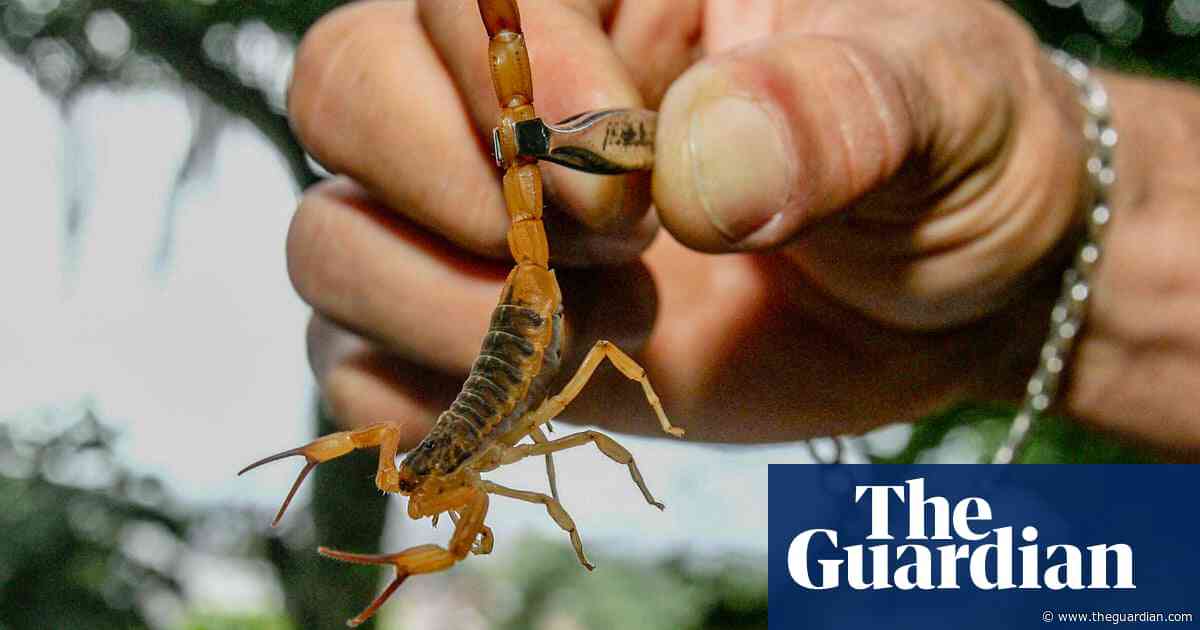 Scorpions ‘taking over’ Brazilian cities with reported stings rising 250%