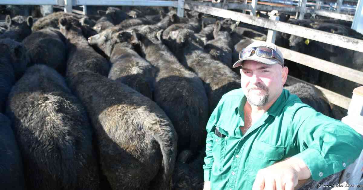 Fresh look: Northern weaner sale offers sneak peak into long-awaited upgrades