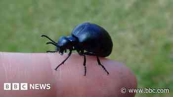 Wanted: Evidence of rare oily-kneed beetles