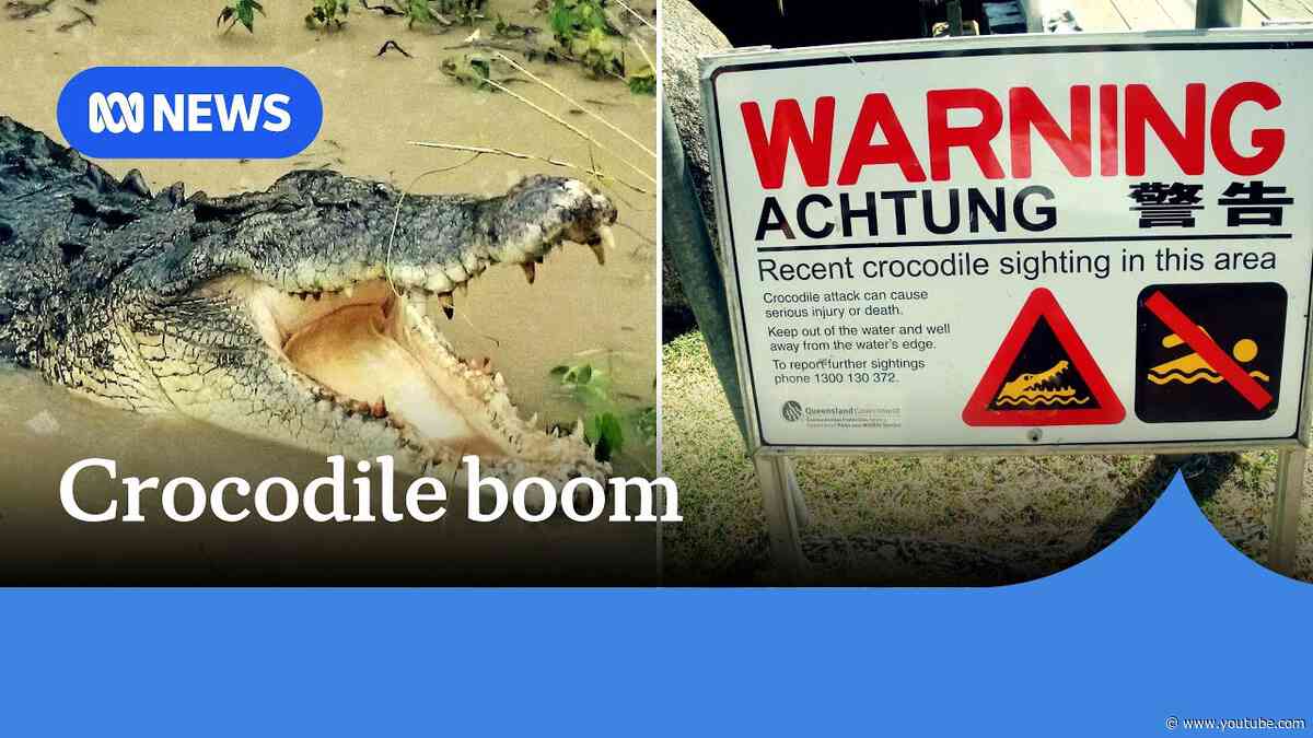 Queensland's increased crocodile population prompts Inquiry to change the law | ABC News
