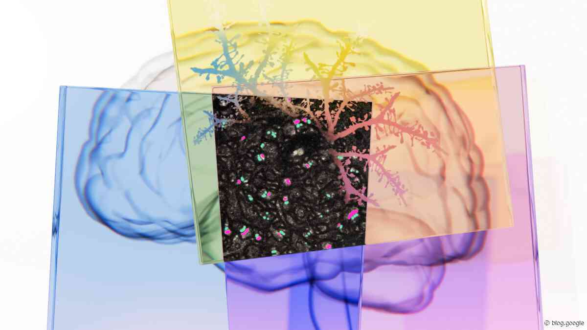 Google Research and ISTA are using light microscopes to "map" the brain.