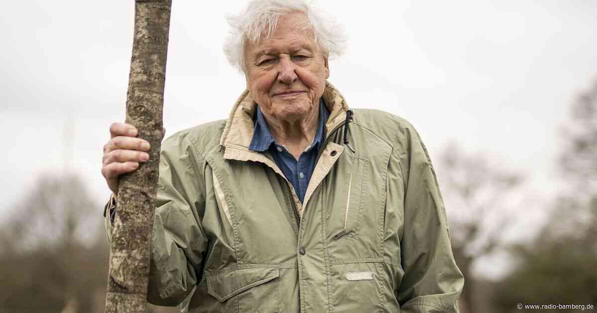 Mahnung und Magie: Die Doku «Ozean mit David Attenborough»