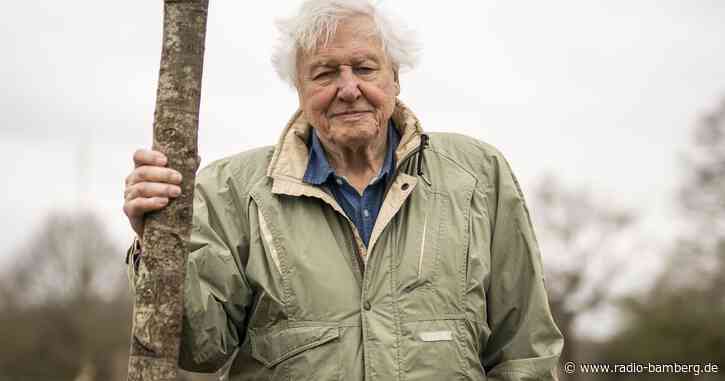 Mahnung und Magie: Die Doku «Ozean mit David Attenborough»