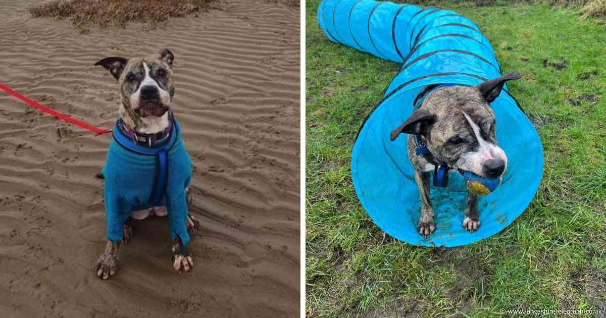 Rescue dog STILL searching for forever home after being overlooked