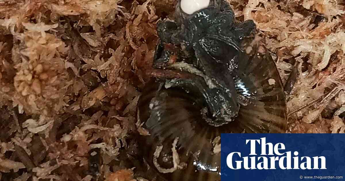 Rare New Zealand snail filmed laying egg via its neck for first time