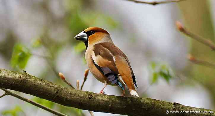 Die Vogelwelt im Darmstädter Westwald – Eine vogelkundliche Wanderung mit dem NABU Darmstadt