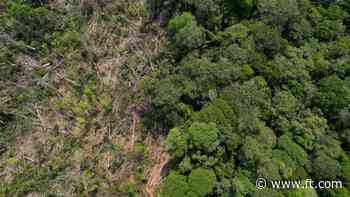 How the EU deforestation law aggravates the trade dispute with the US