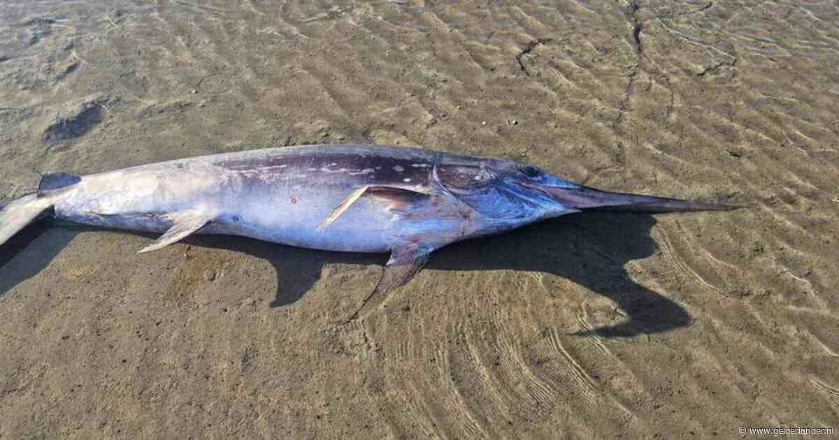 Zeldzame zwaardvis raakte verdwaald en stikte waarschijnlijk in slib van Waddenzee