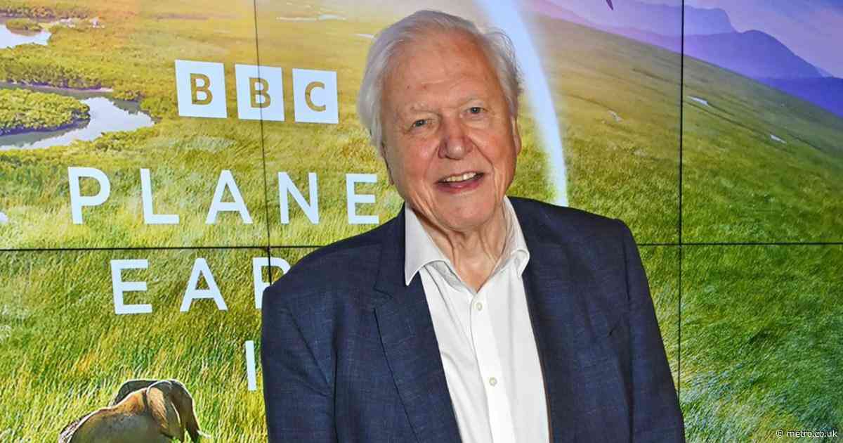 ‘Don’t ever call David Attenborough a national treasure – even if he is one’