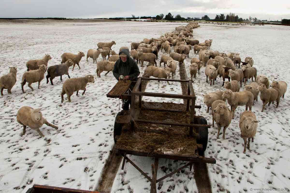 New stats show New Zealand still has more sheep than people. But that could change