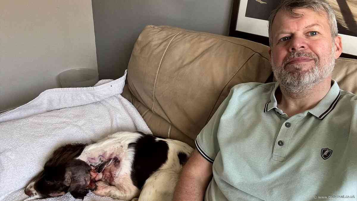 Beloved dog left with horrific injuries after being bitten by venomous snake during walk through housing estate