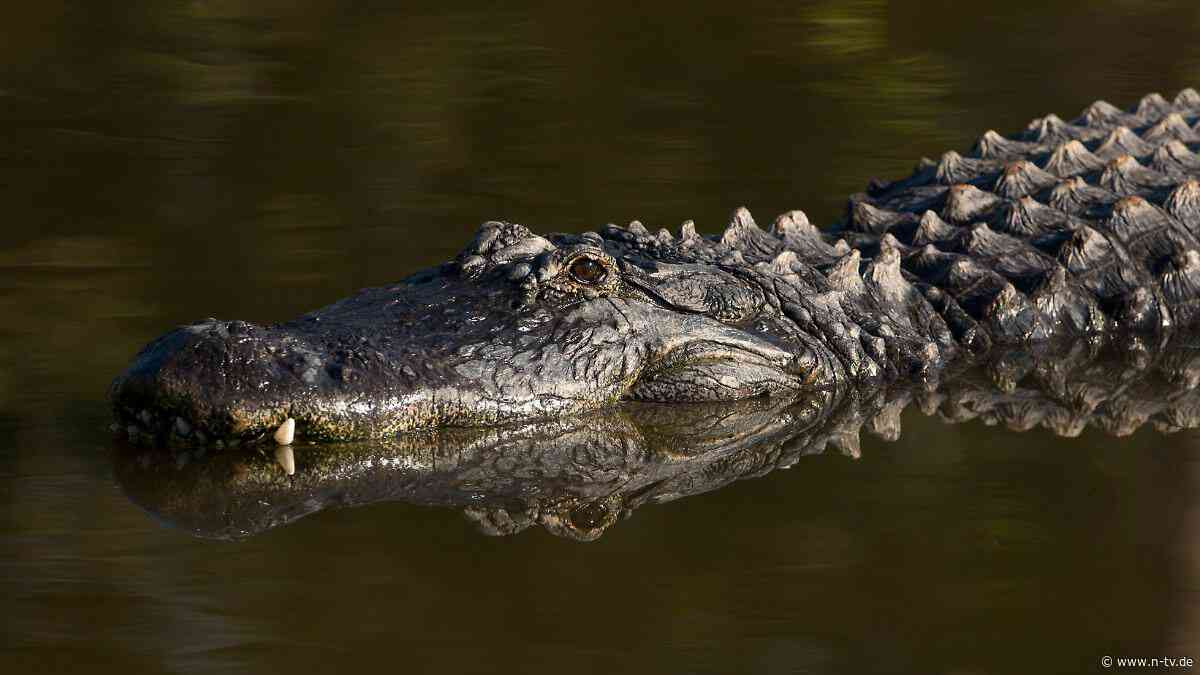 Tödliche Kanutour: Frau stirbt bei Alligator-Kollision in Florida