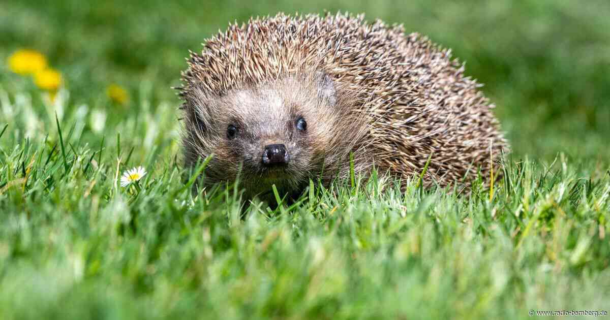 Bürger sollen Igel melden – Erkenntnisse für besseren Schutz